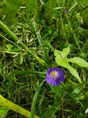 Ipomoea barbatisepala