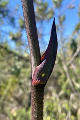 Macropidia fuliginosa