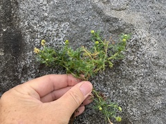 Matricaria discoidea