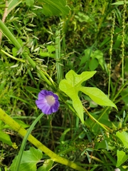 Ipomoea barbatisepala