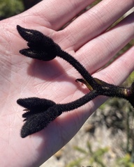 Macropidia fuliginosa