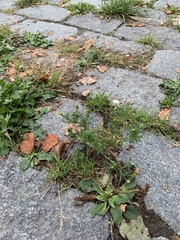 Matricaria discoidea