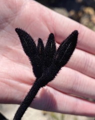 Macropidia fuliginosa