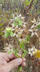 Trichodesma zeylanicum