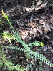 Bossiaea rhombifolia