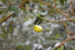 Tabernaemontana alba