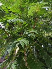 Ailanthus altissima