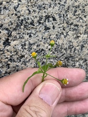 Galinsoga parviflora