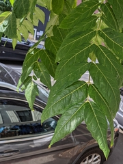 Ailanthus altissima