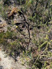 Macropidia fuliginosa