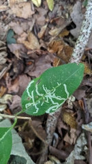Phytomyza aprilina
