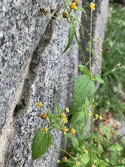 Galinsoga parviflora