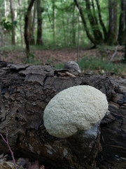 Fuligo septica candida
