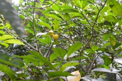 Tabernaemontana alba