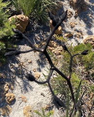 Macropidia fuliginosa