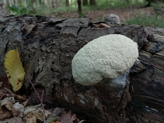 Fuligo septica candida