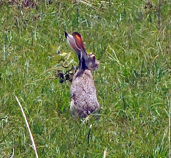 Lepus californicus insularis