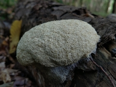 Fuligo septica candida