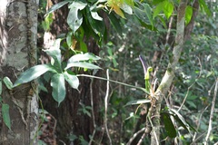 Anthurium pentaphyllum