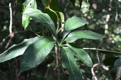 Anthurium pentaphyllum