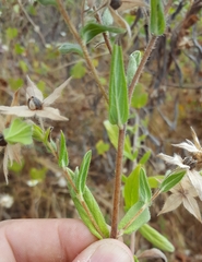 Trichodesma zeylanicum