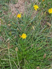 Scorzoneroides autumnalis