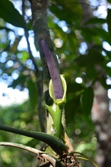Anthurium pentaphyllum