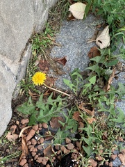 Taraxacum officinale