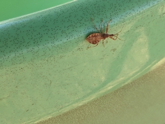 Acholla multispinosa