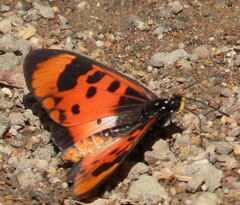 Acraea acara