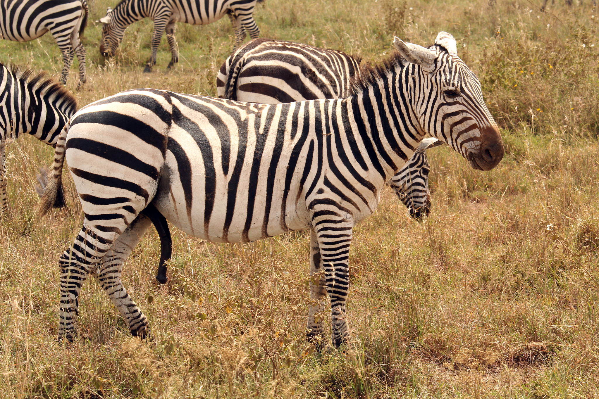 Grant's zebra - Wikipedia