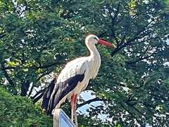 Ciconia ciconia