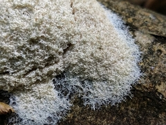 Fuligo septica candida