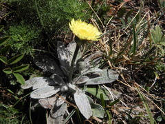 Pilosella velutina