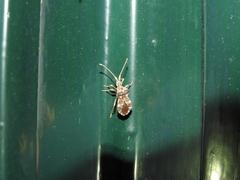Centrocoris spiniger