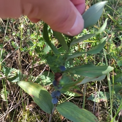 Phyllosticta cruenta