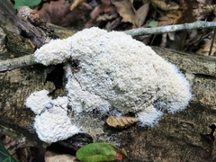 Fuligo septica candida