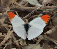 Colotis antevippe