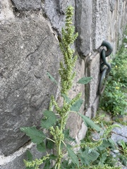 Amaranthus retroflexus