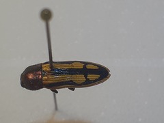 Castiarina phaeopus
