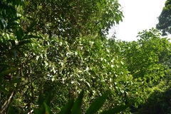 Dendropanax arboreus