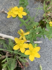 Hypericum perforatum