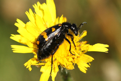 Hycleus polymorphus