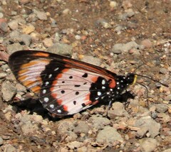 Acraea acara
