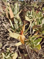 Eremophila miniata