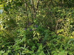 Aconitum × cammarum