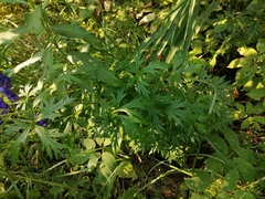 Aconitum × cammarum
