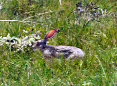 Lepus californicus insularis