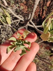 Eremophila miniata