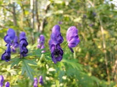 Aconitum × cammarum